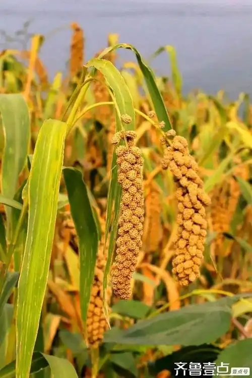 美丽的秋天丰收的景色