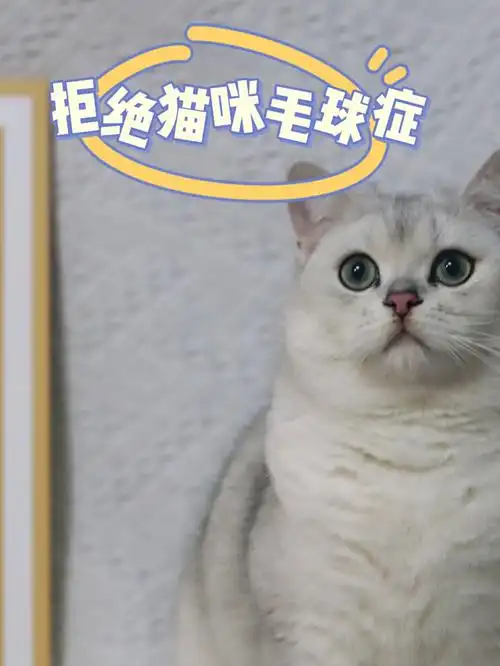 拒绝猫咪毛球症