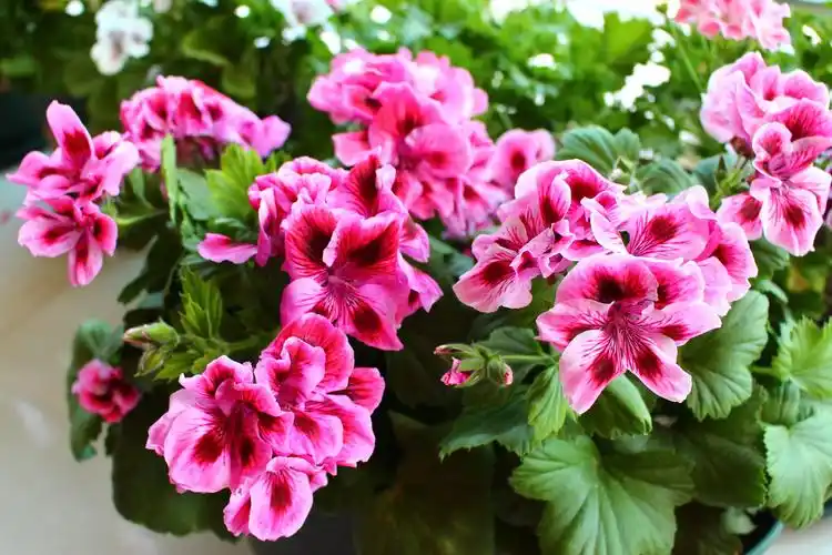 大花天竺葵