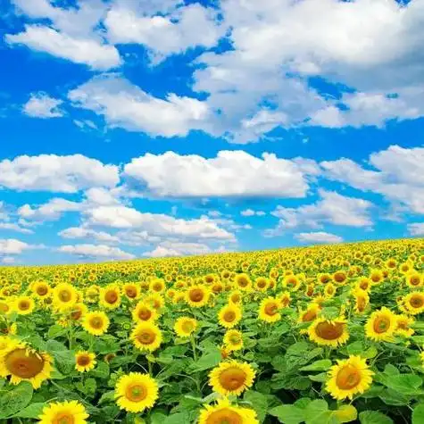 适合永久做头像的图片,样式太多最适合女生使用了-唯美头像