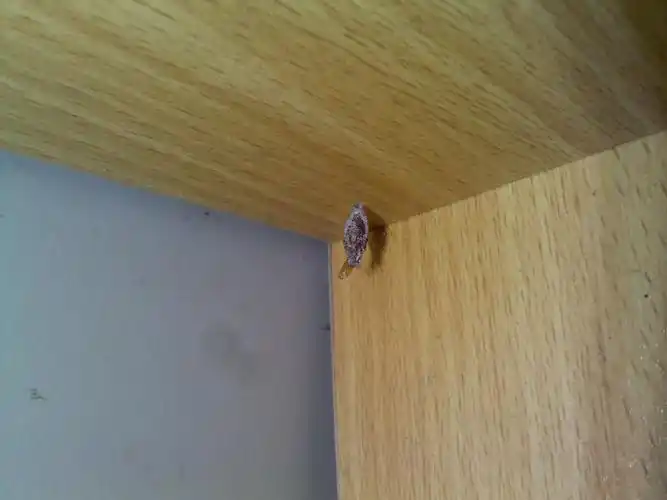 学校柜子里发现了这种虫子,是什么啊?