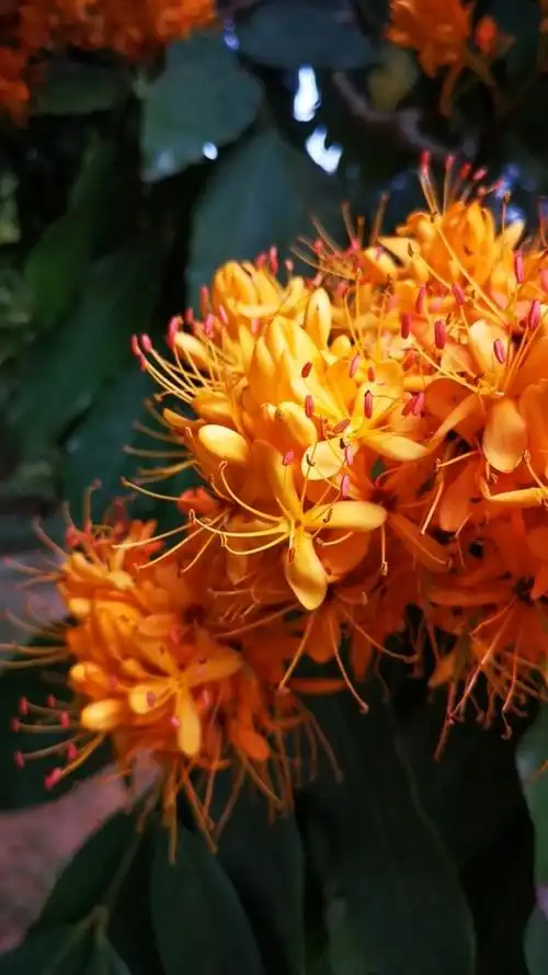 无忧花,佛教圣花,有禅意的花.