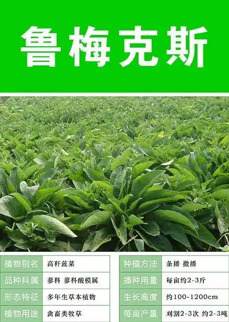 鲁梅克斯种植技术(鲁梅克斯草种植时间)-畜牧养殖_【三农电视网】农村