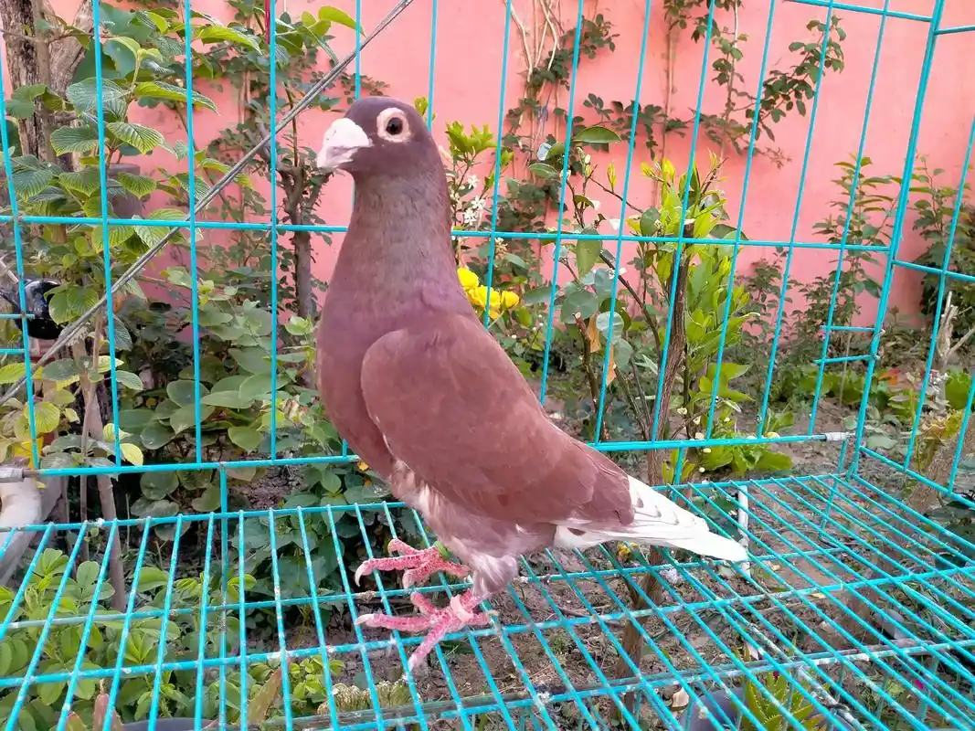 老国血红西翁种鸽欣赏#红西翁种鸽 #黑目西翁 #老国血大鼻子 - 抖音