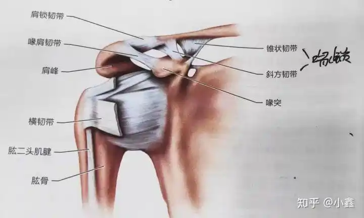 肩部复合体肩锁关节