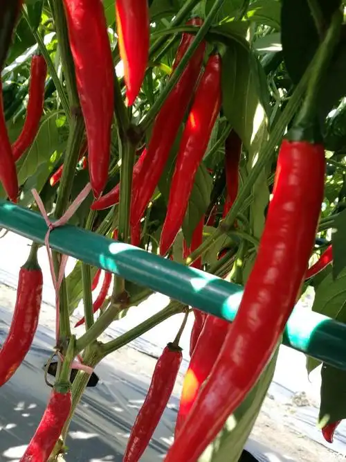 2016年15届广东种博会,广东广良将军红美人椒_005.jpg