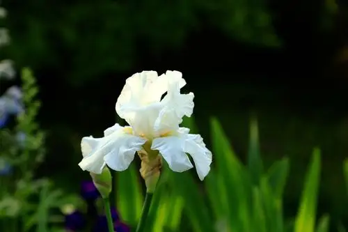 "白色妖姬"-鸢尾