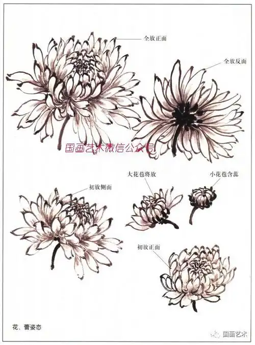 书画联盟丨菊花的画法解析
