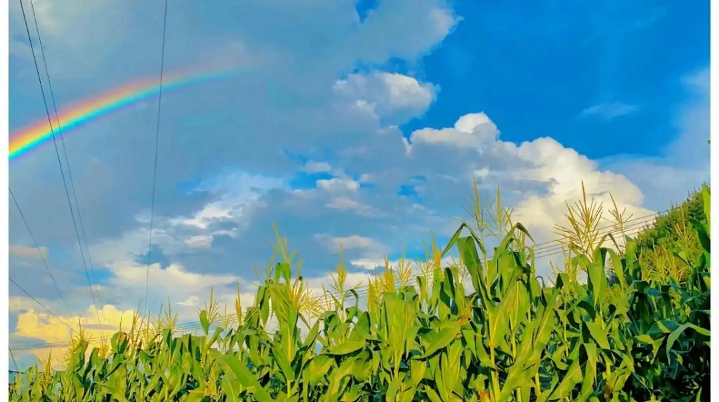 雨水下垂,彩虹突然晴朗  雨后天晴,天空出现了一道美丽的彩虹.
