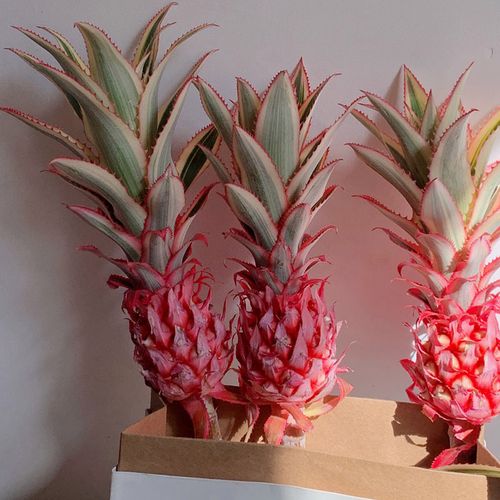 粉色菠萝进口鲜花网红凤梨可做干花插花观赏水养水培云南直发清新