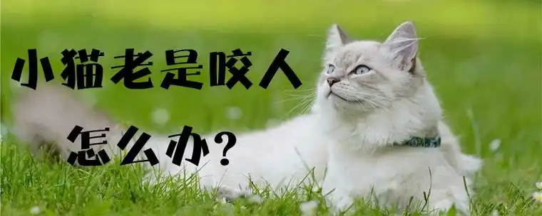 小猫老是咬人怎么办_小可爱宠物网