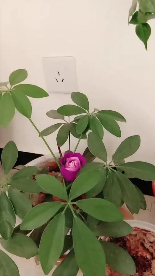 太意外了    招财树竟然长出了花花骨朵