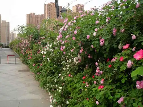 哪里有藤本月季苗木批发