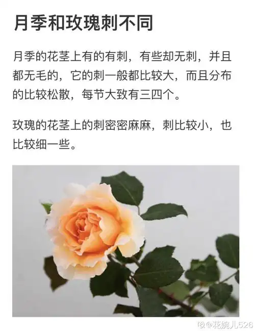 玫瑰月季蔷薇区别