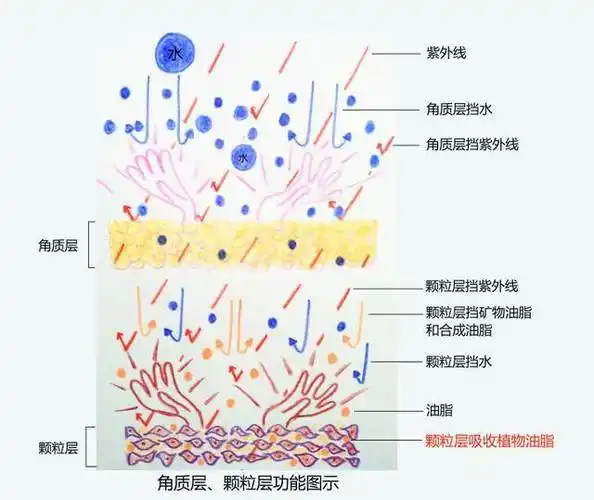 了解面部皮肤结构科学护肤(二)表皮层之透明层,颗粒层和棘层