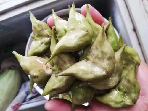 [青菱角批发]大青菱 家菱价格3元/斤 - 惠农网