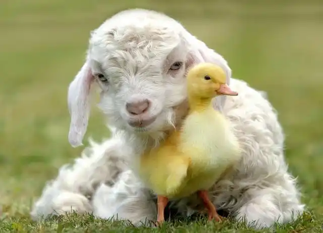 刚下的小羊羔拉稀怎么办刚出生的小羊羔拉肚子怎么办