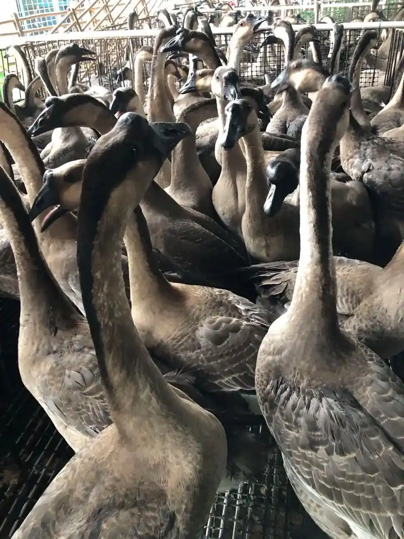 广东黑棕鹅."生活,不要看着别人活,也不要活给别人看.我想 - 抖音