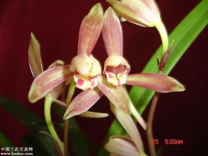 建兰篇-中国兰花交易网社区