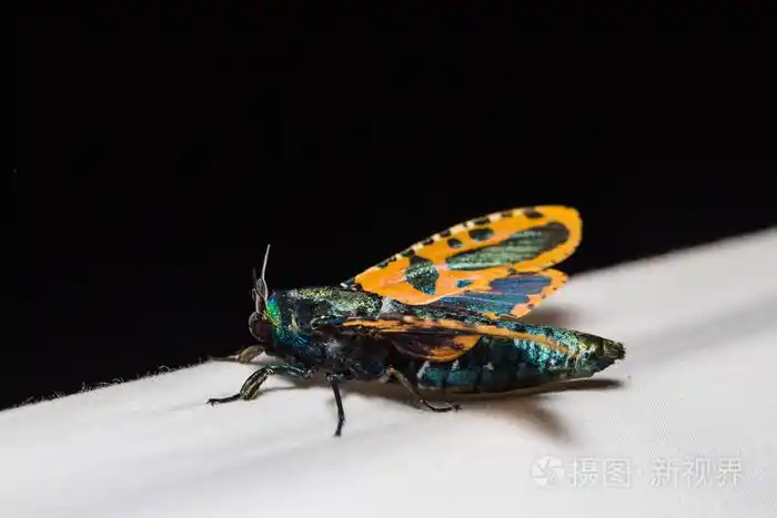 在自然的山羊蛾