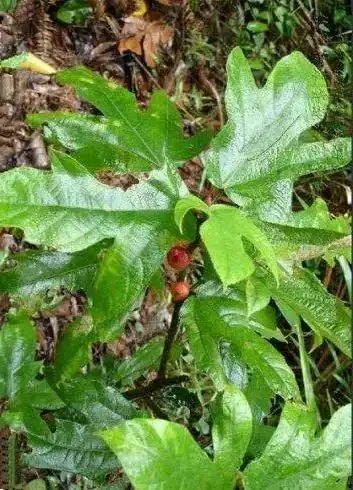 三指毛桃可以吃吗(三指毛桃的功效与作用)