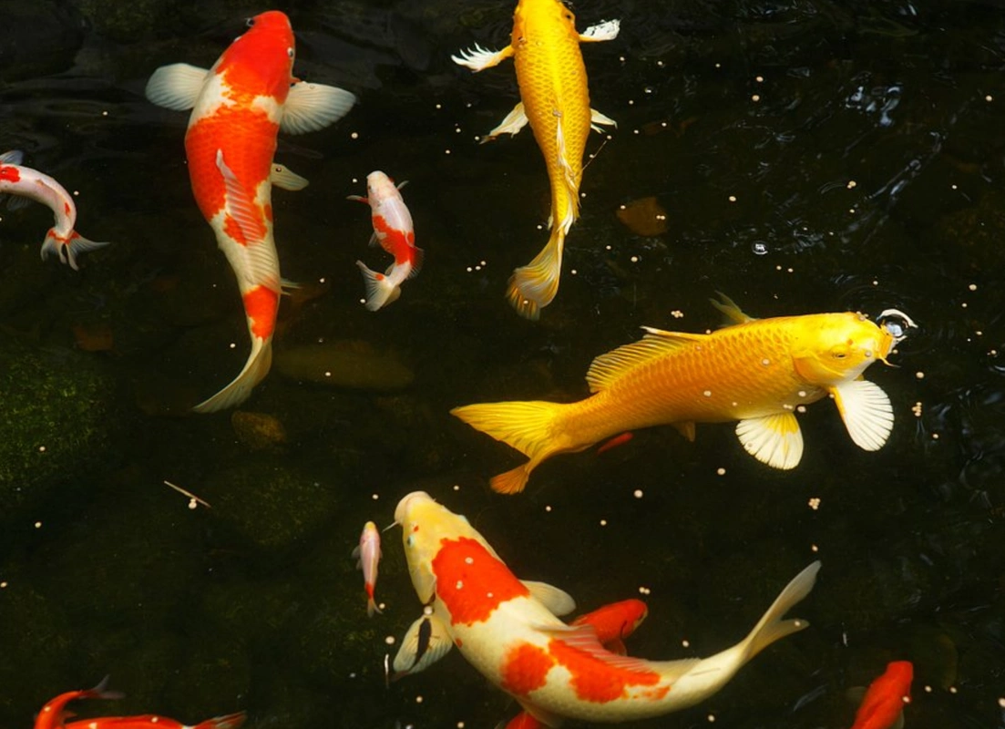 趣味测试:选一张你认为有"神气"的锦鲤图,测你今年有什么喜事