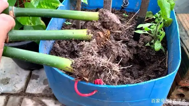 竹子也可以扦插繁殖教你种植小技巧不到一个月就能长出根系