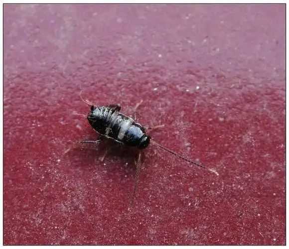 成虫体黑色具光泽,若虫体棕红色亦具光泽.广泛分布于国内各地