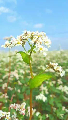 荞麦花