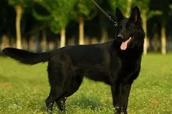 另外一个就是浅狼灰色,其中最普遍的则是黑色,黑色的"东德牧羊犬其