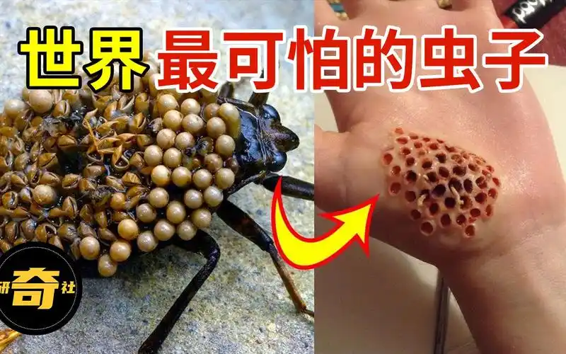 蛇虫子的功效(蛇虫子的神奇功效,让您惊艳不已)