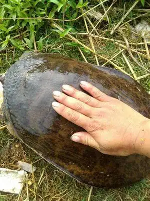 广西外塘珍珠鳖佛罗里达鳖观赏甲鱼宠物甲鱼活体53块一斤5件起拍