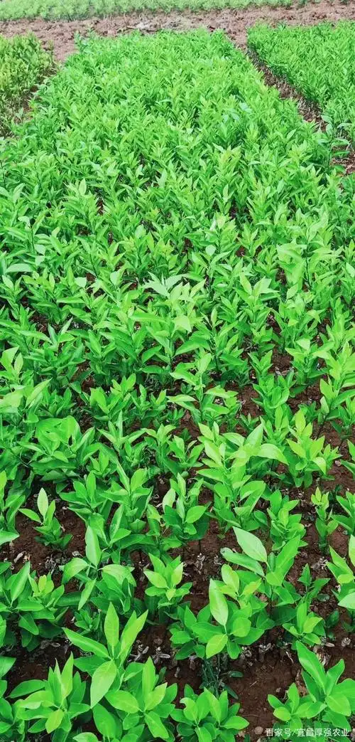 果树种植季节,怎样种植果树苗,哪里有果苗批发基地