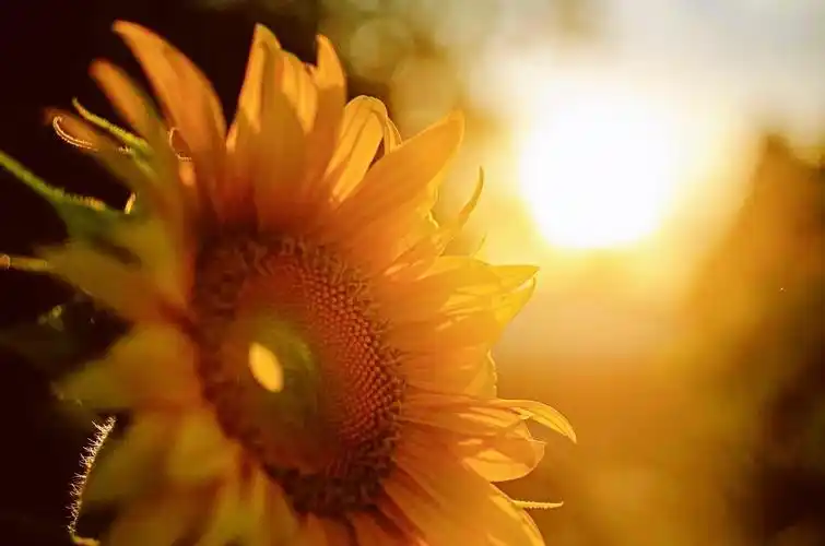 追逐阳光,一心向暖--向日葵一样的女子