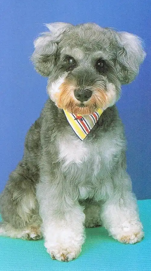 p>大型雪纳瑞犬俗名里森雪纳瑞犬,英文名为giant schnauzer.