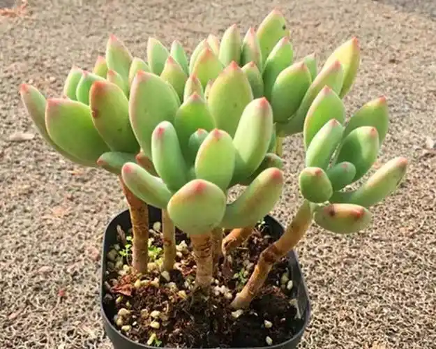 青星美人多肉图片大全青星美人多肉图片