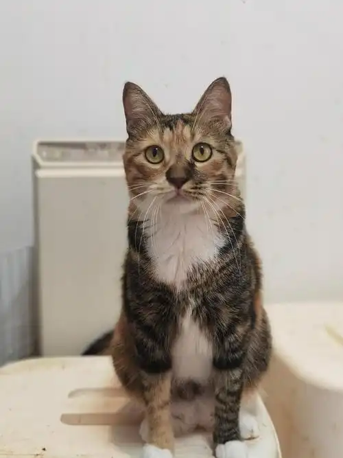 上海领养中华田园猫花色大全20多只猫随你挑捂脸