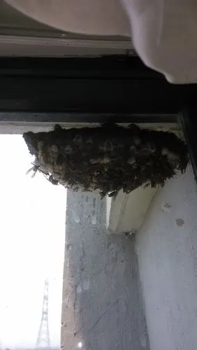 31 2012-11-24 超大的马蜂窝值钱吗?马蜂窝有什么医药作用吗