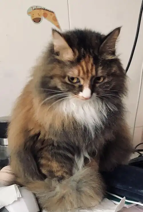 长毛玳瑁猫无偿送养