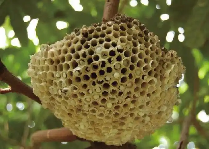 蜂蜜小编分享:看的见的成熟封盖蜜,蜂巢蜜—蜜中极品