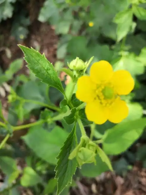 路边青有去风湿作用