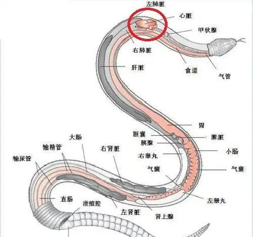 你知道蛇的弱点有哪些吗野外遇到蛇打它的七寸靠谱不