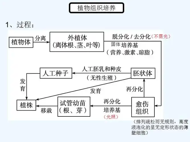 植物组织培养技术的应用