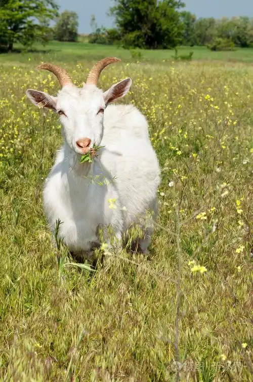 在草原上放牧的滑稽白山羊