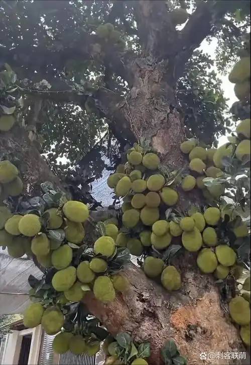 原来榴莲是这样长在树上的,这产量不是很高吗!