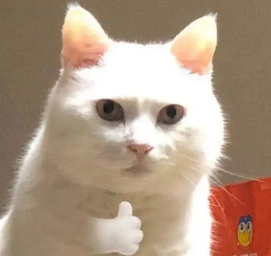 史上最搞笑的猫头像