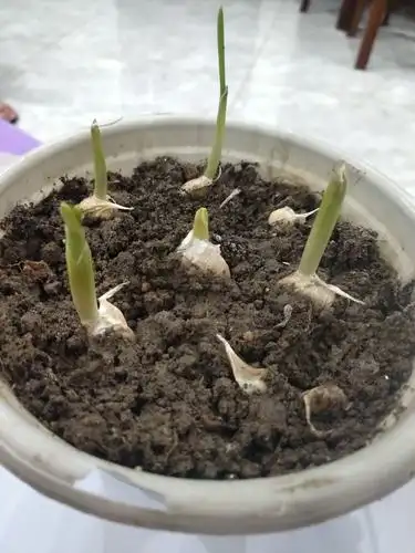 大蒜种植记录 洞桥中心小学 101班 马嘉叶