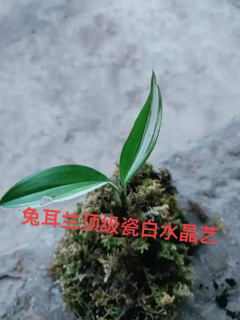 兔耳兰顶级瓷白水晶艺