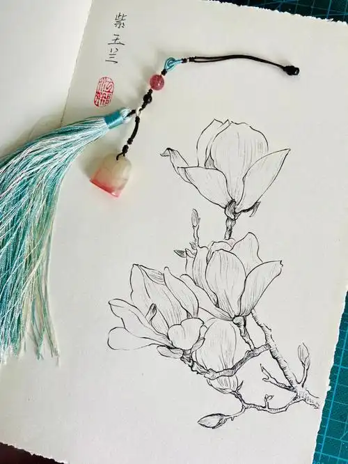 植物线稿原创玉兰花附扫描图