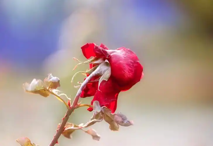 枯萎的月季花首发